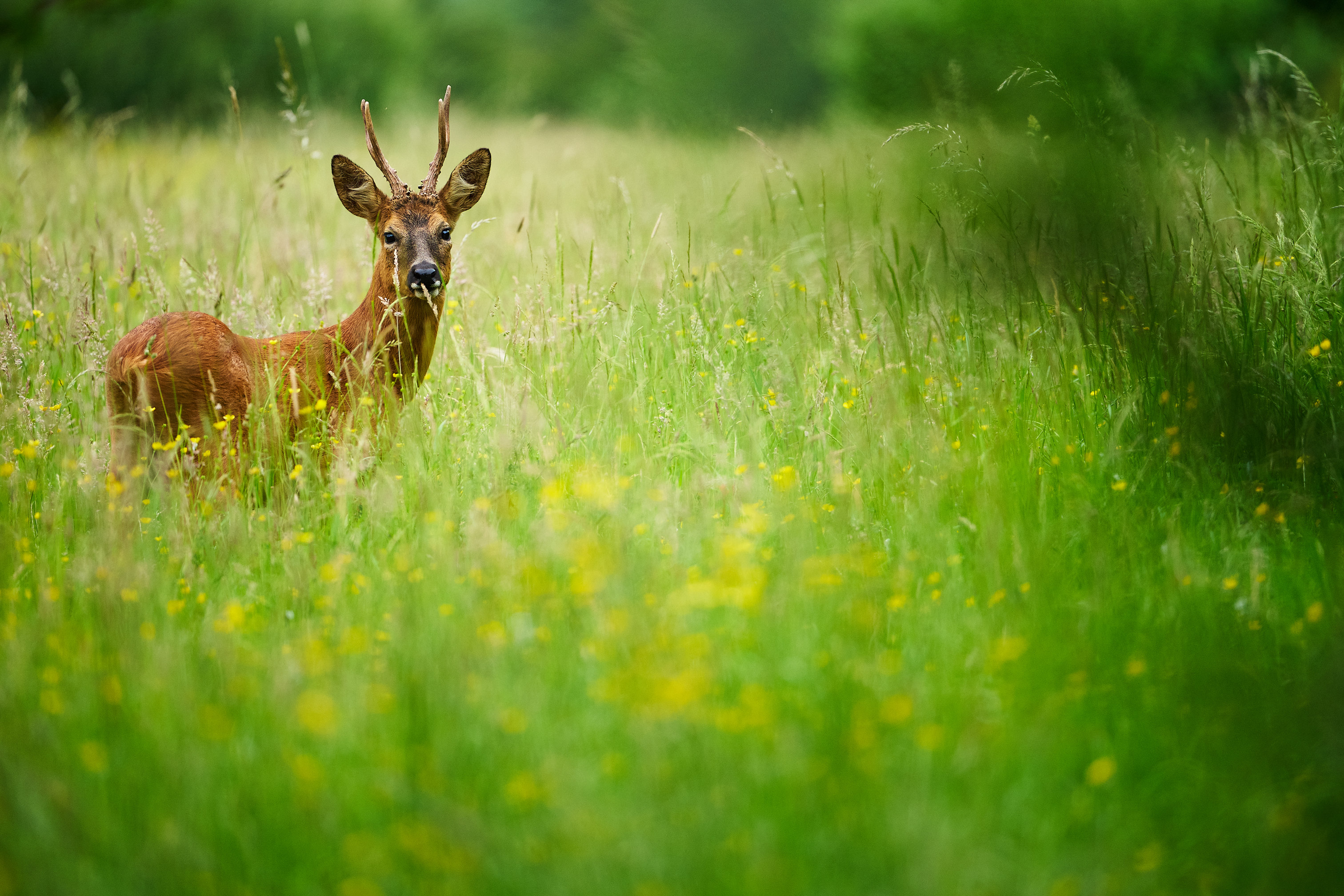 Roe Deer buttercups